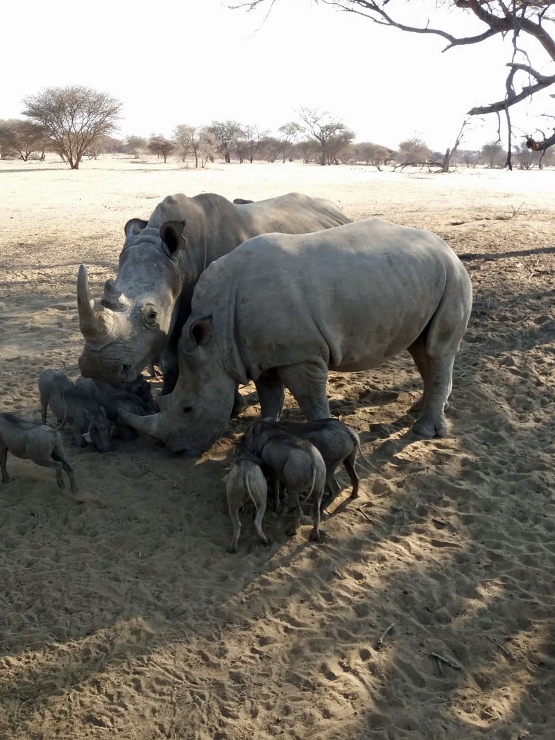 Tiere im Etosha-Nationalpark Rhinos mit Warzenschweinen
