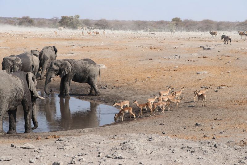 Tiere im Etosha-Nationalpark Elefanten, Springbock