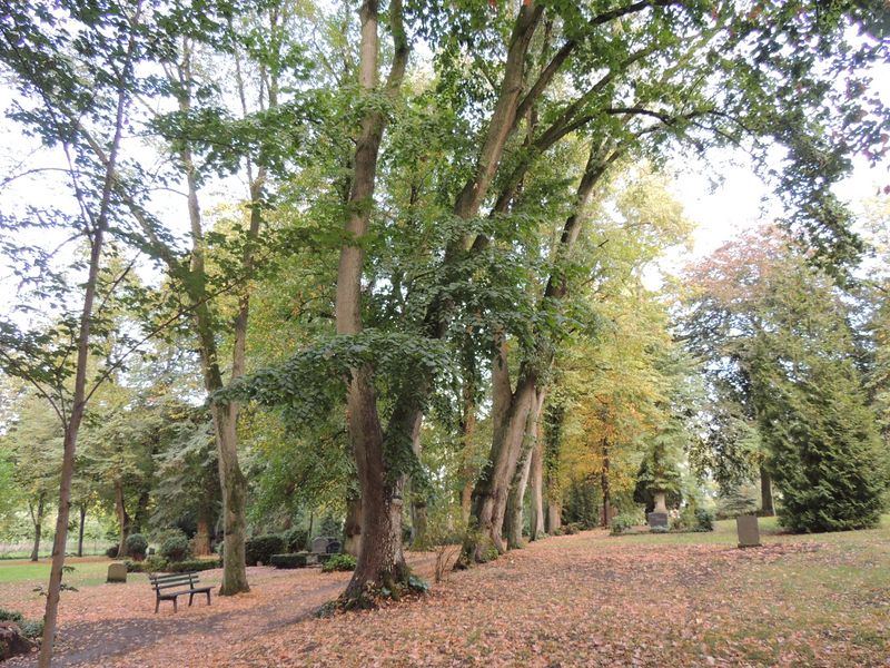 Bäume auf dem Friedhof in Plau