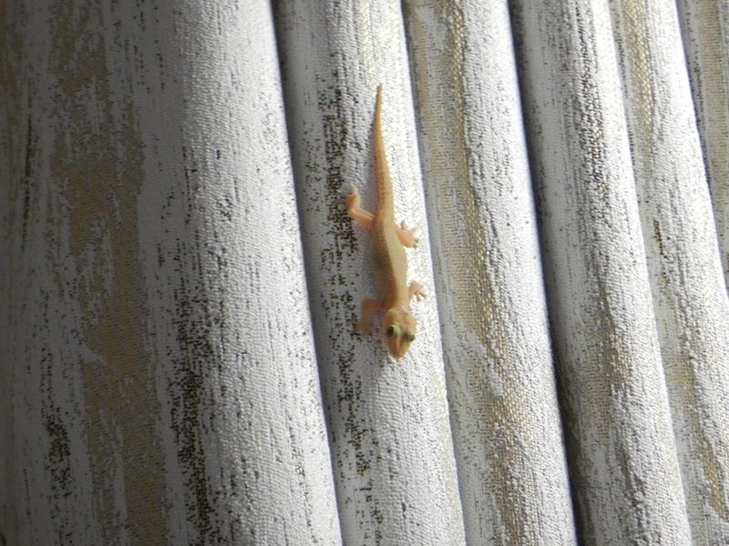 Gecko
