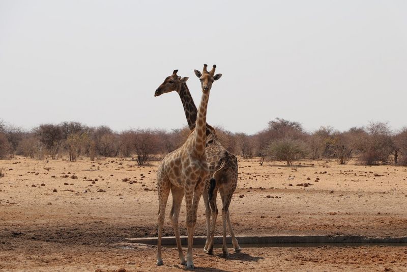 Tiere im Etosha-Nationalpark Giraffen