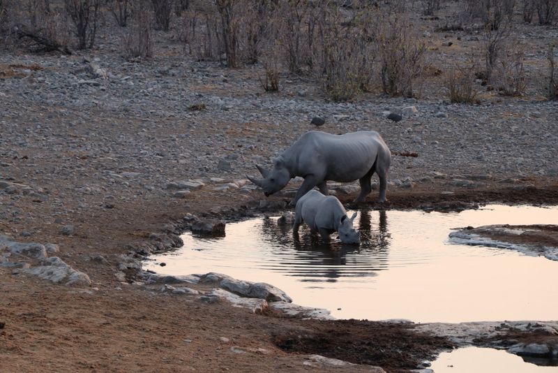 Tiere im Etosha-Nationalpark Rhinos am Wasserloch