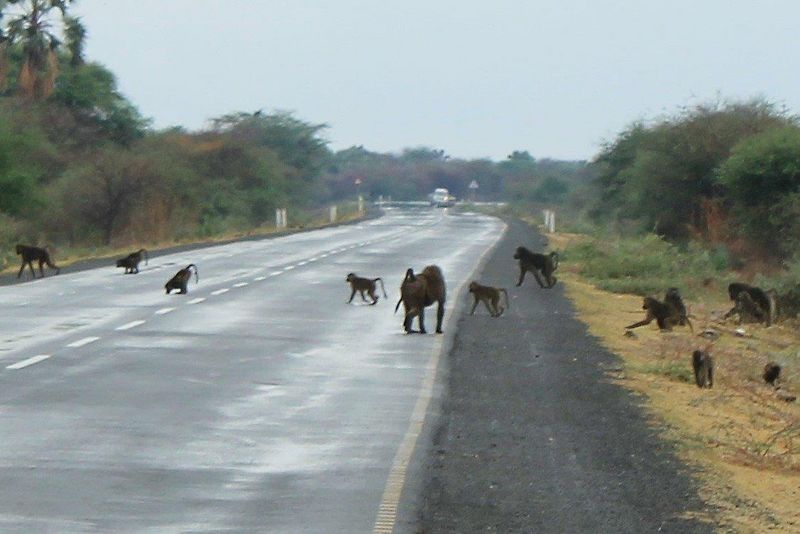 Affen auf dem Highway
