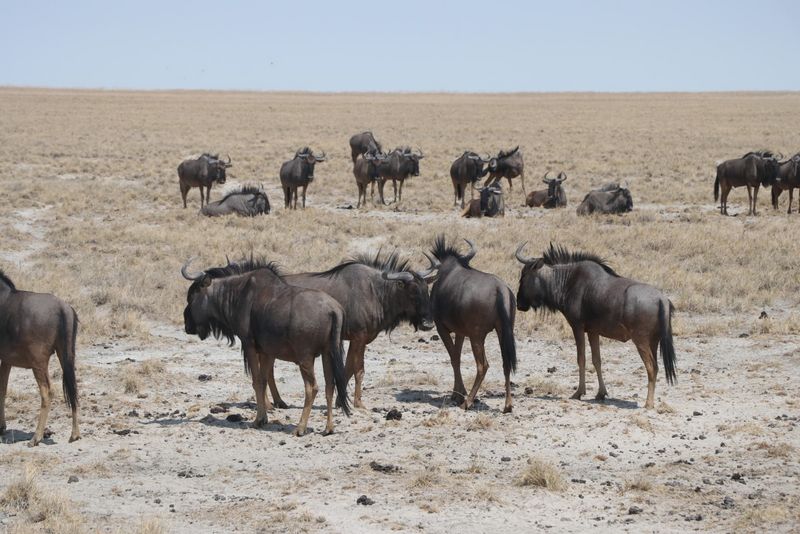 Tiere im Etosha-Nationalpark Streifen-Gnus